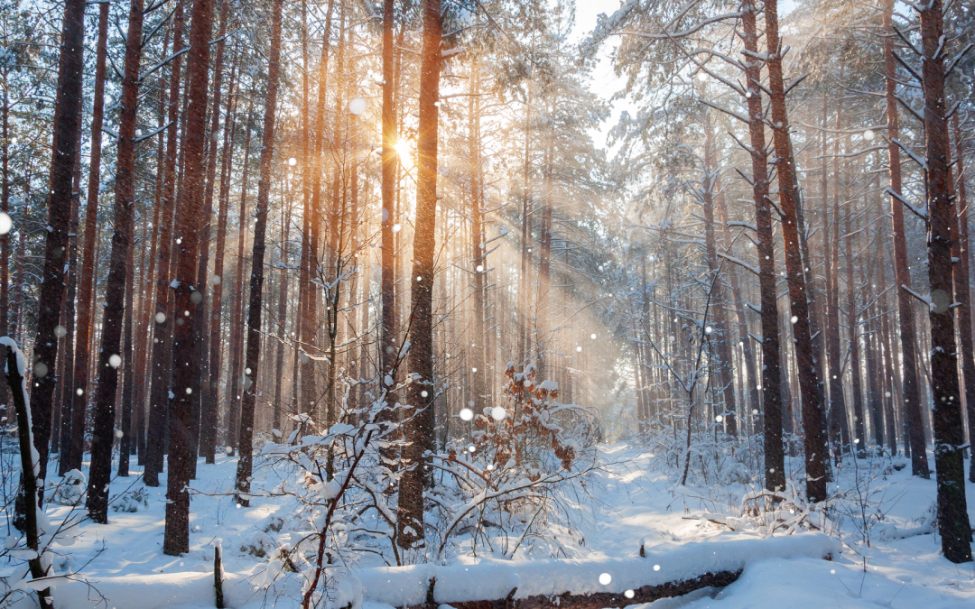 Unimeditaatio – Innovatiivinen matkailuelämys HaliPuun metsässä 
