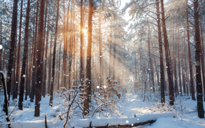 Unimeditaatio – Innovatiivinen matkailuelämys HaliPuun metsässä 